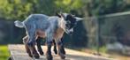 Jonge geitjes blauwschimmel te koop, Dieren en Toebehoren, Schapen, Geiten en Varkens, Vrouwelijk, Geit, 0 tot 2 jaar