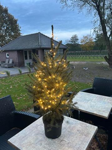 Kerstboom in pot met verlichting beschikbaar voor biedingen