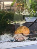 Grote slak, Slak of Weekdier