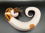 0.1 Yellowbelly Pied ball python regius te koop, Dieren en Toebehoren, Slang, Tam, 0 tot 2 jaar