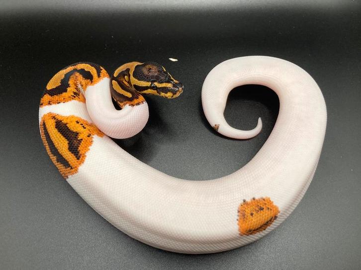 0.1 Yellowbelly Pied ball python regius te koop