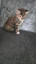 Kittens kruising Maincoon moeder is aanwezig