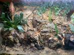 Mooi paludarium met een grote waterval!, Dieren en Toebehoren, Reptielen en Amfibieën | Toebehoren, Ophalen of Verzenden, Zo goed als nieuw
