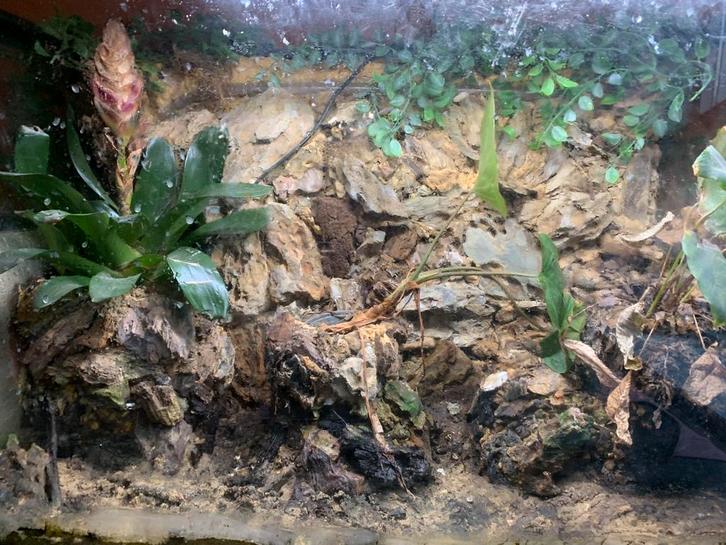Mooi paludarium met een grote waterval!, Dieren en Toebehoren, Reptielen en Amfibieën | Toebehoren, Zo goed als nieuw, Terrarium of Paludarium