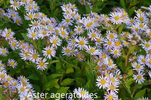 herfstaster en aster ageratoides asran, Tuin en Terras, Planten | Tuinplanten, Vaste plant, Overige soorten, Herfst, Ophalen