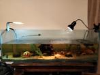 Aquarium 40x120x40cm inclusief verwarming, filter, lamp, Dieren en Toebehoren, Vissen | Aquaria en Toebehoren, Ophalen of Verzenden