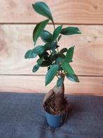 Kamerplant Ficus Ginseng Retusa, Huis en Inrichting, Kamerplanten, Ophalen, Ficus, Minder dan 100 cm