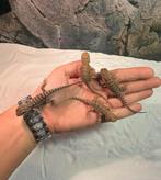 Baby baardagamen, Dieren en Toebehoren, Reptielen en Amfibieën, Met terrarium, 0 tot 2 jaar