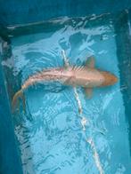 Shiro muji koi koikarper japanse koi vis vissen vijver, Dieren en Toebehoren, Karper of Koi