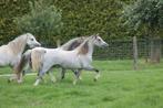 Rassige Welsh A merrie met potentie, Dieren en Toebehoren, Pony's, Merrie, A pony (tot 1.17m), Met stamboom, 3 tot 6 jaar