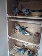 Jellema/koopmans  eieren, Dieren en Toebehoren, Geslacht onbekend, Postduif