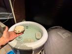 !! Kansje !! Jacuzzi Lucia spa airjet inclusief pomp, Ophalen, Zo goed als nieuw, Pomp
