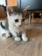 Prachtige kitten, Dieren en Toebehoren, Katten en Kittens | Overige Katten, Meerdere dieren