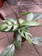 Epipremnum cebu blue, Ophalen of Verzenden, Overige soorten, Minder dan 100 cm