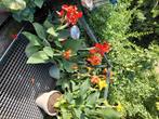 Canna, Overige soorten, Volle zon, Vaste plant, Ophalen of Verzenden