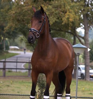 Gave pre andalusier cruzado ruin  beschikbaar voor biedingen