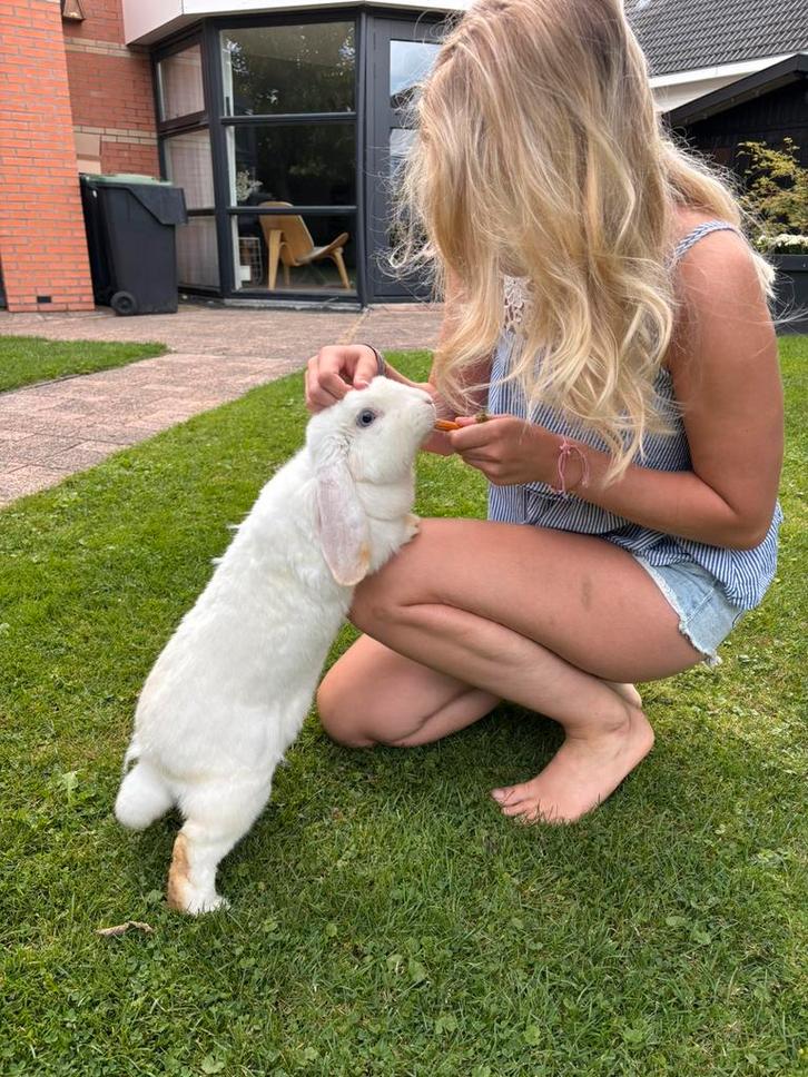 Franse hangoor voedster wit, Dieren en Toebehoren, Konijnen, Groot, Vrouwelijk, Hangoor