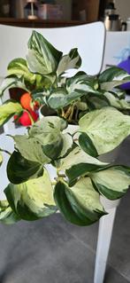Epipremnum Manjula Happy Leaf, hele plant, Huis en Inrichting, Kamerplanten, Ophalen, Overige soorten, Halfschaduw, In pot