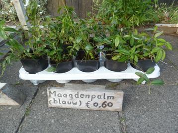 Maagdenpalm planten beschikbaar voor biedingen