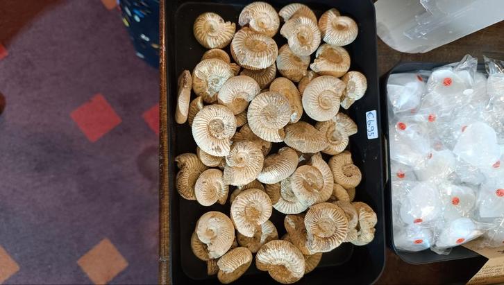 Ammoniet fossiel slak, Verzamelen, Mineralen en Fossielen, Ophalen of Verzenden