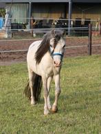 Knappe welsh a pony, Ophalen of Verzenden, Nieuw, Overige soorten