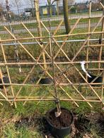 Fruit leibomen laagstam Elstar appel en of Conference €49,95, Ophalen, In pot, Appelboom, Lente