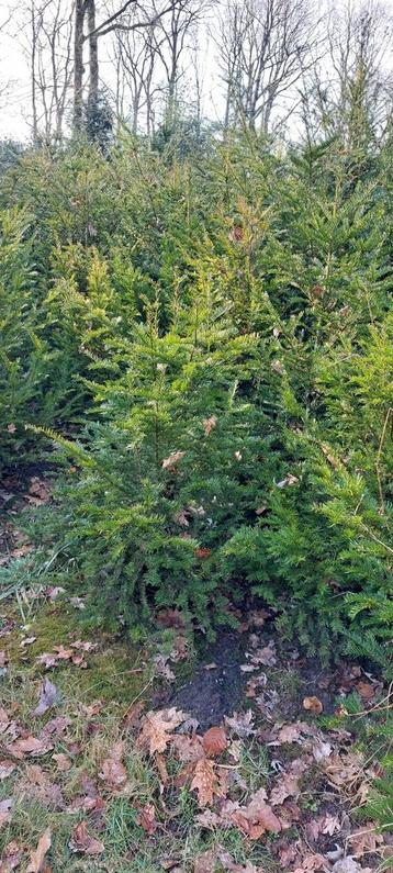 Taxus baccata  B-keuze beschikbaar voor biedingen