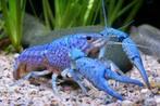 Procambarus alleni - Blauwe florida kreeft -Koidream Valburg, Dieren en Toebehoren, Vissen | Aquariumvissen, Kreeft, Krab of Garnaal