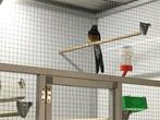 schamalijster man, Mannelijk, Tropenvogel, Geringd