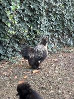Tam haantje (feb. 2025), Dieren en Toebehoren, Pluimvee, Mannelijk, Kip