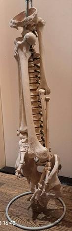 Anatomisch skeletmodel, Ophalen of Verzenden, Gebruikt
