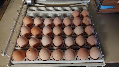 broedeieren Rhode Island Red, Dieren en Toebehoren, Pluimvee, Kip, Geslacht onbekend