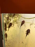 Borstelneus algeneters, Dieren en Toebehoren, Vissen | Aquariumvissen, Vis