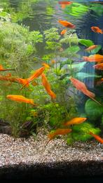 Vissen, zwaarddragers, Dieren en Toebehoren, Vis