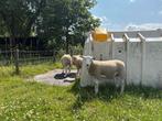 Stamboek Swifter Dekrammen, Mannelijk, Schaap, 0 tot 2 jaar