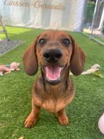 Dekreu teckel, Dieren en Toebehoren, Honden | Dekreuen, Reu, Meerdere, 3 tot 5 jaar, Nederland