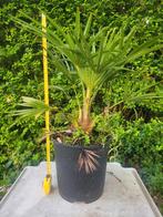 Trachycarpus Fortunei, Tuin en Terras, Planten | Tuinplanten, Ophalen, Vaste plant, Overige soorten, Halfschaduw