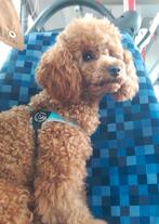 Toypoedel reutje (Servië), 1 jaar, met FCI stamboom., Poedel, Fokker | Hobbymatig, Rabiës (hondsdolheid), Reu