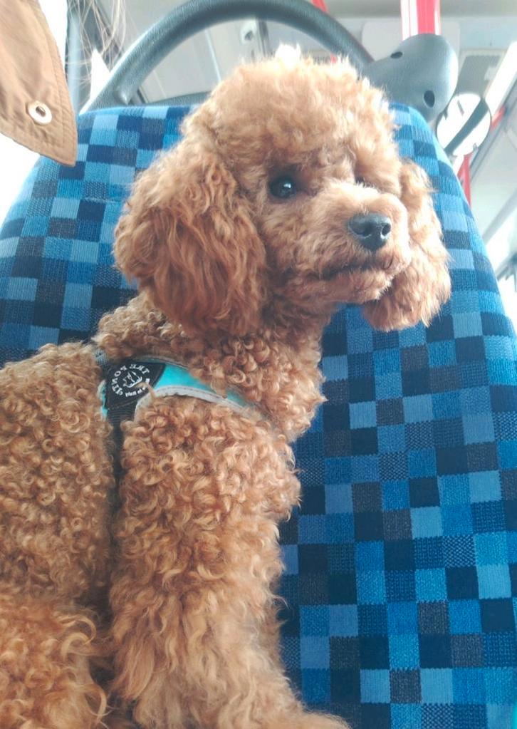 Toypoedel reutje (Servië), 1 jaar, met FCI stamboom., Dieren en Toebehoren, Honden | Chihuahua's en Gezelschapshonden, Reu, Poedel