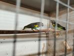 Meyer Saturatus losse man te koop 2022, Dieren en Toebehoren, Vogels | Parkieten en Papegaaien, Mannelijk, Papegaai, Geringd