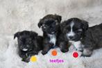 Mooie kleine boomer pups., Nederland, Overige rassen, 8 tot 15 weken, CDV (hondenziekte)