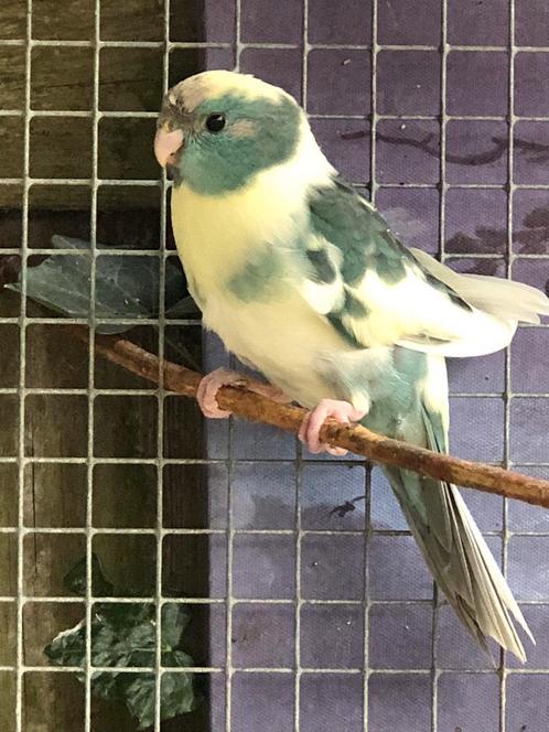 ‘Handtamme’ kakariki man, Dieren en Toebehoren, Vogels | Parkieten en Papegaaien, Parkiet, Mannelijk, Tam