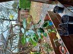 citroenboom stekken, Tuin en Terras, Planten | Fruitbomen, Citroenboom, Ophalen