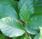 Fagus sylvatica wortelgoed, Bloeit niet, Halfschaduw, 100 tot 250 cm, Overige soorten