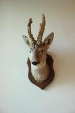 Taxidermie Opgezette Reeënkop met bastgewei, Ophalen of Verzenden, Gebruikt, Hert, Opgezet dier