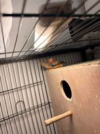 Zebravink koppel, Meerdere dieren, Parkiet