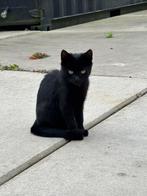 3 kittens gratis