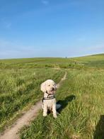 Labradoodle pups verwacht 22 februari, Meerdere, Meerdere dieren, Middel, Nederland