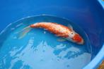 koi, Dieren en Toebehoren, Vissen | Vijvervissen, Karper of Koi