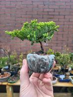 juniperus sonare bonsai, Minder dan 100 cm, Overige soorten, Ophalen of Verzenden